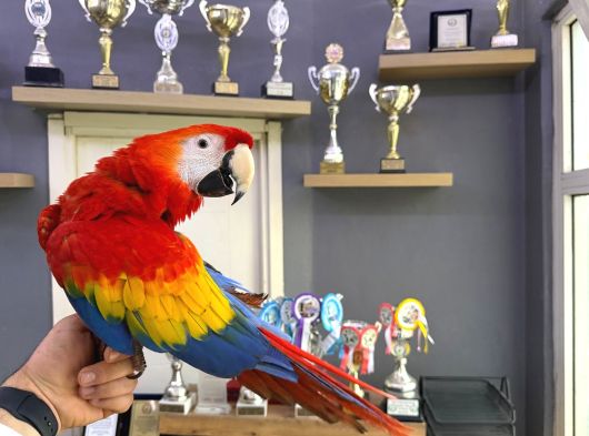 Nadi̇r Bulunan Evci̇l Konuşan Scarlet Macaw Papağanimiz görsel