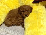 4 Aylık Toy Poodle