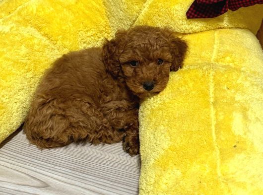 4 Aylık Toy Poodle görsel