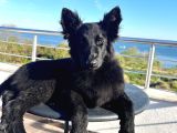 Von Black House Dog
