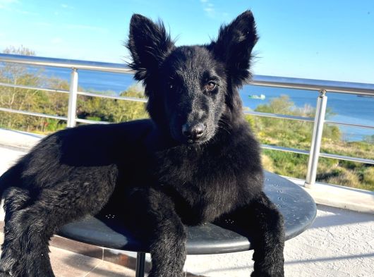 Von Black House Dog görsel