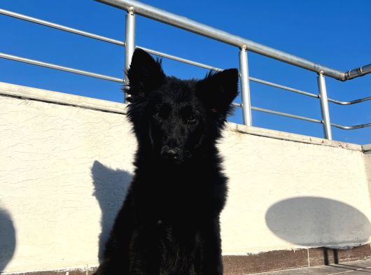 Von Black House Dog
