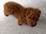 4 Aylık Toy Poodle