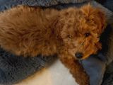 4 aylık toy poodle
