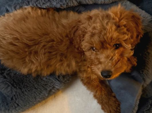 4 Aylık Toy Poodle
