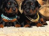 Caddebostan Pi̇yasasi Haki̇mi̇ Doberman