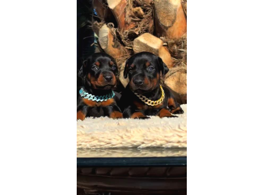Caddebostan Pi̇yasasi Haki̇mi̇ Doberman görsel