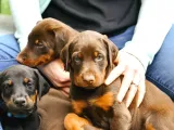Caddebostan Pi̇yasasi Haki̇mi̇ Doberman