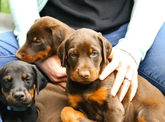 Caddebostan Pi̇yasasi Haki̇mi̇ Doberman görsel
