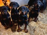 Caddebostan Pi̇yasasi Haki̇mi̇ Doberman