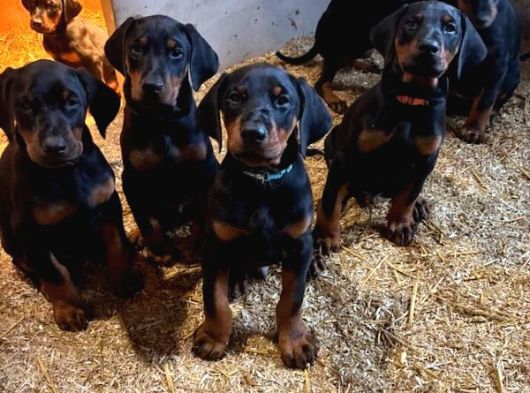 Caddebostan Pi̇yasasi Haki̇mi̇ Doberman görsel