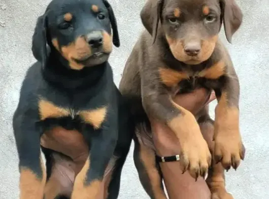 CADDEBOSTAN PİYASASI HAKİMİ DOBERMAN