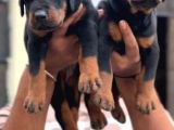 Caddebostan Pi̇yasasi Haki̇mi̇ Doberman