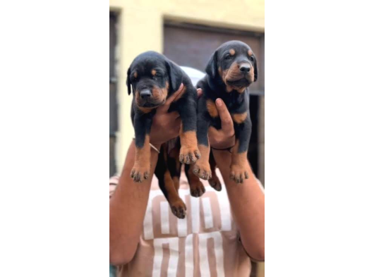 Caddebostan Pi̇yasasi Haki̇mi̇ Doberman görsel