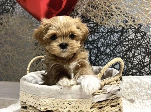 En İyisini Arayanlara Özel Kore Teacup