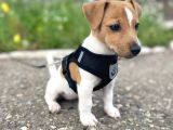 Irk Ve Sağlik Garanti̇li̇ Jack Russell Terri̇er