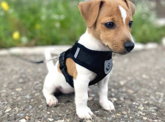 Irk Ve Sağlik Garanti̇li̇ Jack Russell Terri̇er görsel