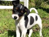 Irk Ve Sağlik Garanti̇li̇ Jack Russell Terri̇er