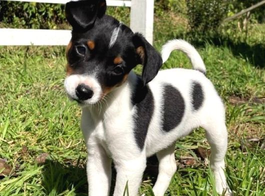 Irk Ve Sağlik Garanti̇li̇ Jack Russell Terri̇er görsel