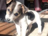 Irk Ve Sağlik Garanti̇li̇ Jack Russell Terri̇er