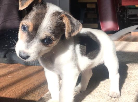 Irk Ve Sağlik Garanti̇li̇ Jack Russell Terri̇er görsel
