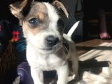 IRK VE SAĞLIK GARANTİLİ JACK RUSSELL TERRİER