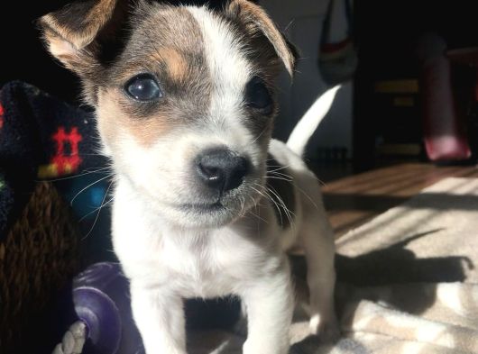 Irk Ve Sağlik Garanti̇li̇ Jack Russell Terri̇er