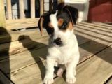 Irk Ve Sağlik Garanti̇li̇ Jack Russell Terri̇er
