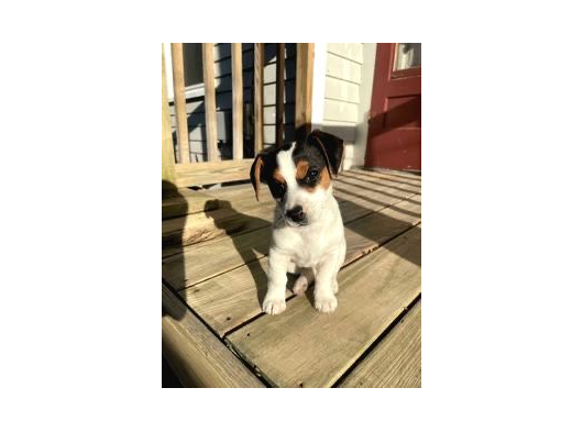 Irk Ve Sağlik Garanti̇li̇ Jack Russell Terri̇er görsel