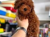 Toy Poodle Kore Kan Yavrular Kg Garantililer