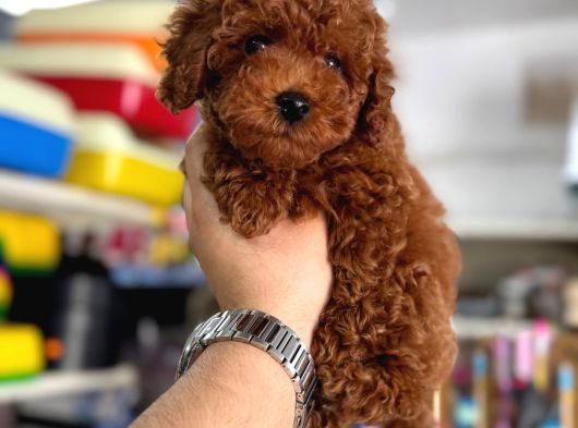 Toy Poodle Kore Kan Yavrular Kg Garantililer görsel