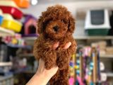 Toy poodle kore kan yavrular kg garantililer