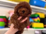 Toy poodle kore kan kg garantili yavrumuz