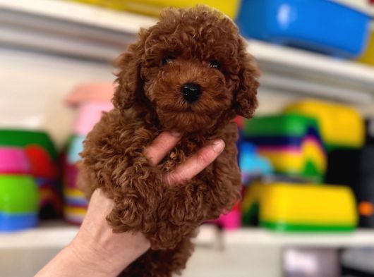 Toy Poodle Kore Kan Kg Garantili Yavrumuz