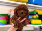 Toy Poodle Kore Kan Kg Garantili Yavrumuz