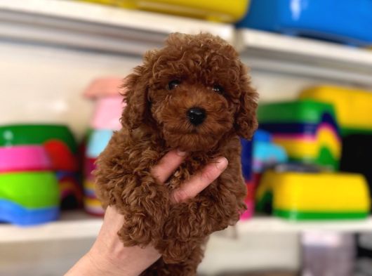 Toy Poodle Kore Kan Kg Garantili Yavrumuz görsel