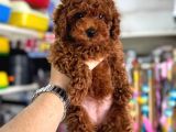 Toy poodle kore kan kg garantili yavrularımız