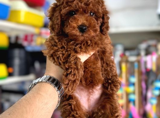 Toy Poodle Kore Kan Kg Garantili Yavrularımız