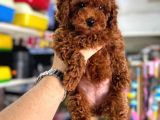 Toy Poodle Kore Kan Kg Garantili Yavrularımız
