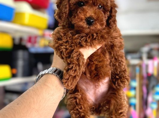 Toy Poodle Kore Kan Kg Garantili Yavrularımız görsel
