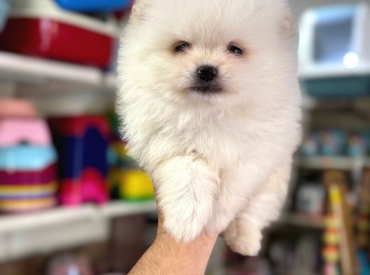 Pomeranian Yavrularımız Ilk Aşıları Yapıldı görsel