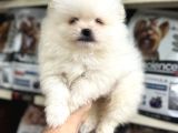 Pomeranian yavrularımız ilk aşıları yapıldı