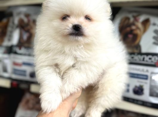 Pomeranian Yavrularımız Ilk Aşıları Yapıldı
