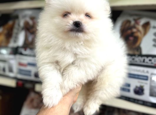 Pomeranian Yavrularımız Ilk Aşıları Yapıldı görsel