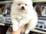 Pomeranian Yavrularımız Ilk Aşıları Yapıldı Teslime Hazır