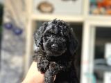 Black Poodle  Yavrumuz Yeni̇ Yuvasini Aramakta