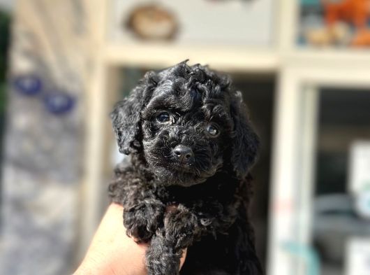 Black Poodle  Yavrumuz Yeni̇ Yuvasini Aramakta görsel