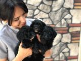 Black Poodle  Yavrumuz Yeni̇ Yuvasini Aramakta