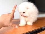 İlgi̇ Deli̇si̇ Pomerani̇an Boo
