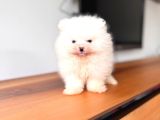 İlgi̇ Deli̇si̇ Pomerani̇an Boo
